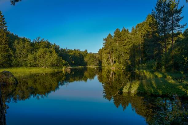istock Beautiful reflective blue lake in a green forest 1459308280