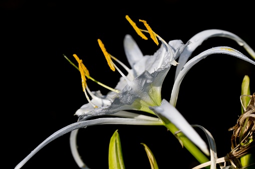A closeup shot of blooming white Hymenocallis flower isolated in black background