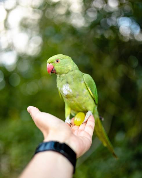 istock Vertical selective focus shot of a green rose-ringed parakeet perched on a persons hand 1459309095