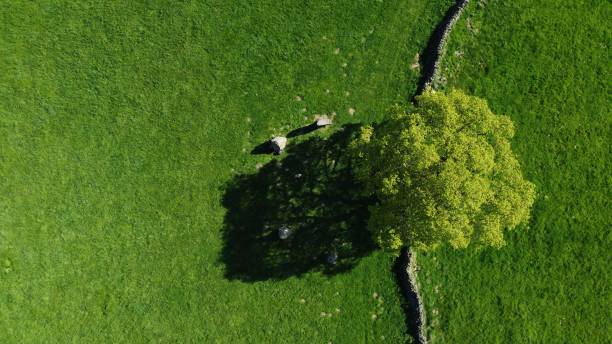 An unusual shadow on the grass from an old oak tree