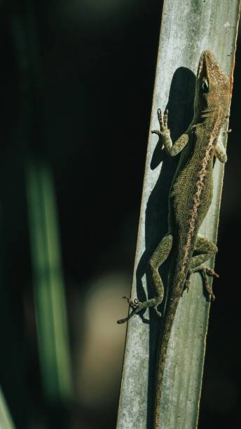 istock Vertical close-up of lizard climbing on a plant 1459309163