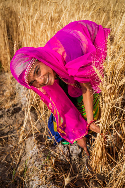 istock Young Indian woman cutting a wheat, India. 1459309164