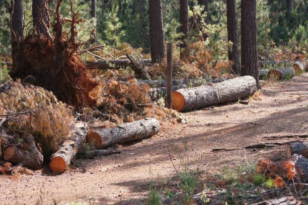 istock Cut log on the ground in the forest 1459309360