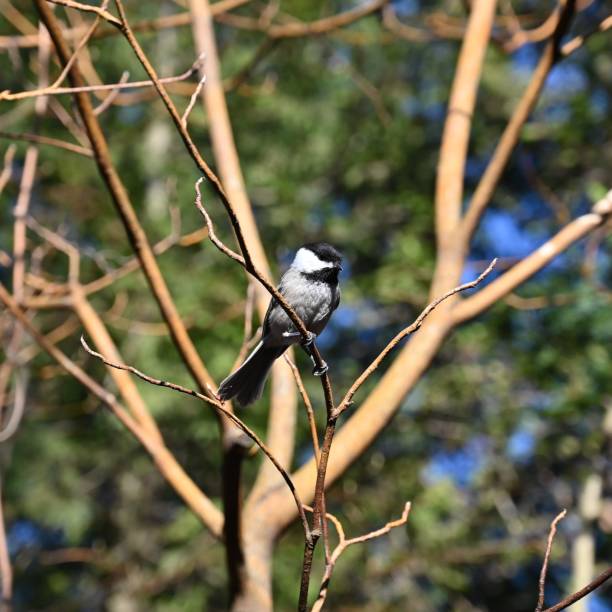 istock Selective focus shot of a gray tit bird perched on a tree 1459309610
