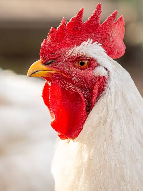 closeup shot of a broiler chicken breed in the blurred background - broiler farm imagens e fotografias de stock