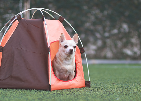 Portrait of brown short hair Chihuahua dog sitting inside orange camping tent on green grass,  outdoor. Pet travel concept.