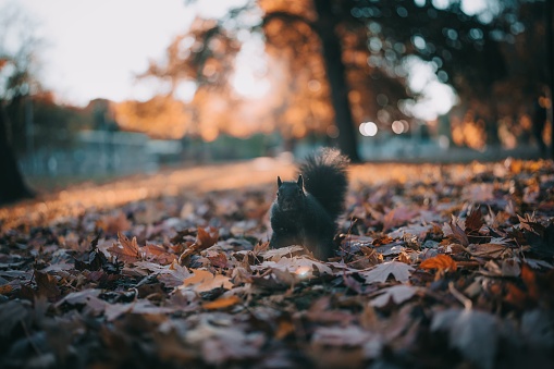 A cute little squirrel surrounded by fallen leaves in autumn in a park