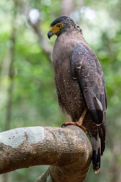 istock Closeup of a Serpent Eagle on a tree in Wilpattu National Park 1459310501