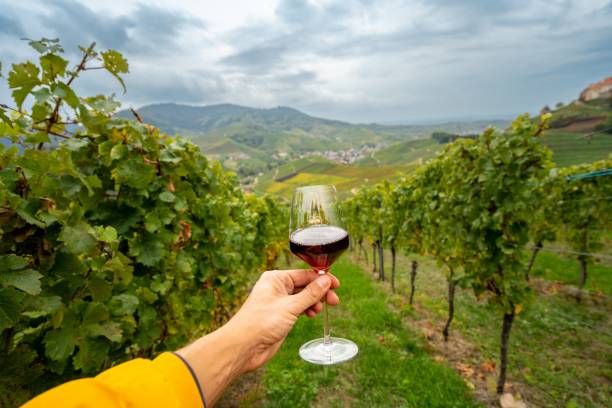 istock Hand holding a wine glass  with a vineyard background 1459310718