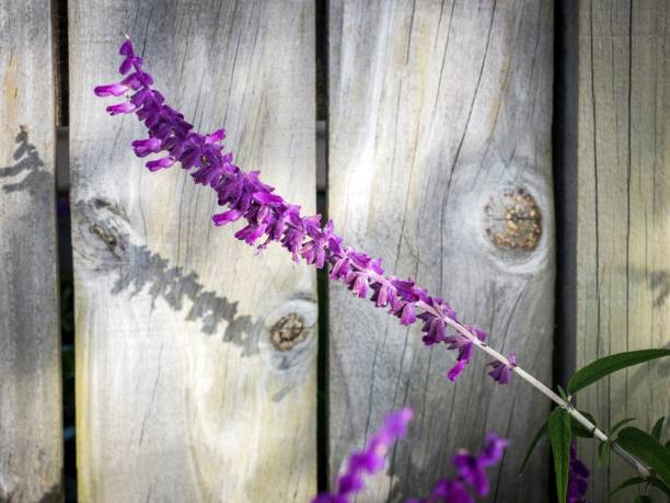 istock Mexican Bush Sage (Salvia leucantha) plant flowers 1459310882