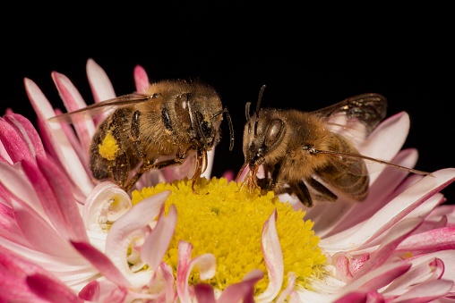 A closeup of the honeybees on the pink flower against the black background.