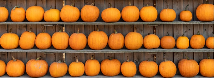 A panoramic view of multiple fresh pumpkins arranged in rows on shelves