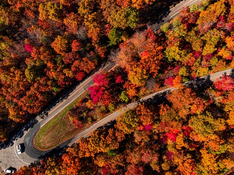 An aerial shot of the road surrounded by autumn trees with orange leaves