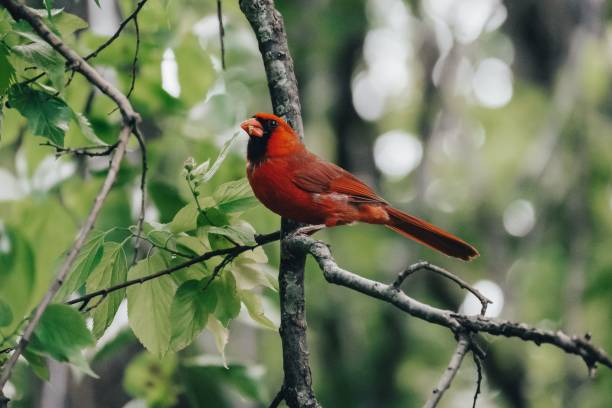 istock Closeup of a Northern Cardinal sitting on a tree 1459312131