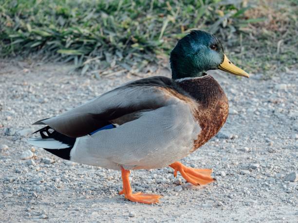 istock Closeup of a mallard walking on a rocky path 1459312137