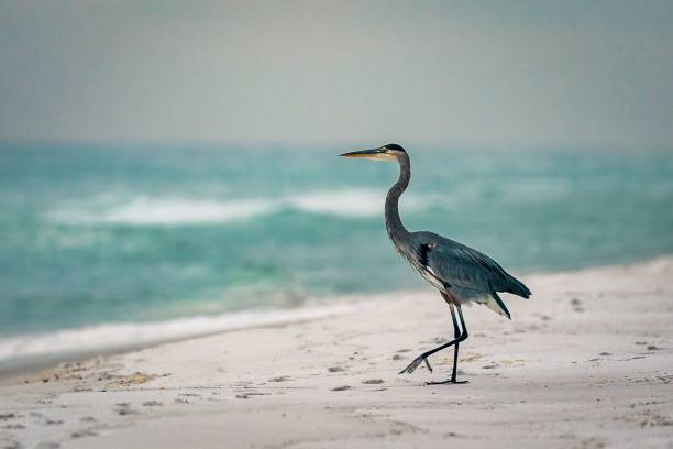 istock Image of a Great blue heron standing on the beach during the sunset. 1459312306