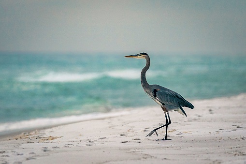 An image of a Great blue heron standing on the beach during the sunset.