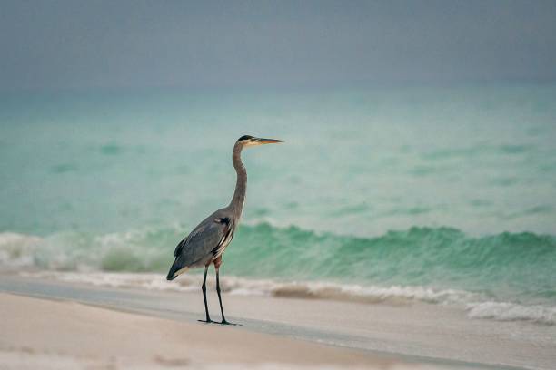 istock Image of a Great blue heron standing on the beach during the sunset. 1459312319