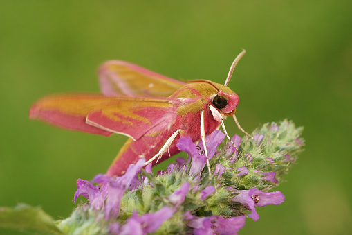 Colorful closeup of he pink or large elephant hawk moth , Deilephila elpenor with open wings, in the garden