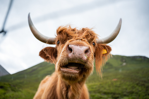 Portrait of Scottish cow with long hair chewing food, behind a metal fence in a large green field.