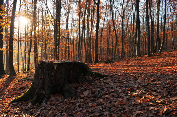Meudon Forest in Fall, France