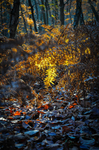 Meudon Forest in Fall, France