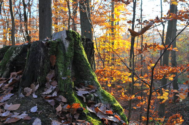 Meudon Forest in Fall, France