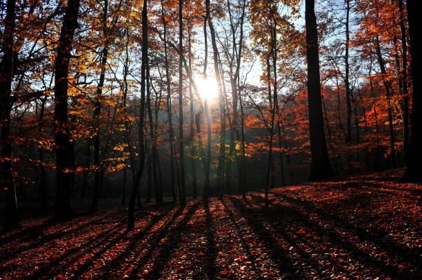 Meudon Forest in Fall, France