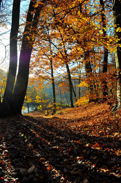 Meudon Forest in Fall, France