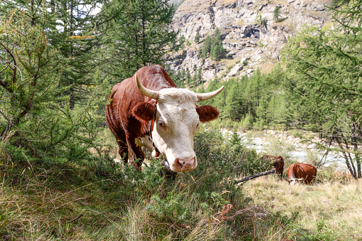Adorable chocolate-cAdorable brown and white cow looks directly into photo camera lens with eyes under white eyelashes on alpine slope meadow with other cows on background, Aosta valley, Italyolored cow looks directly into photo camera lens with eyes under white eyelashes on alpine slope meadow with other cows on background, Aosta valley, Italy