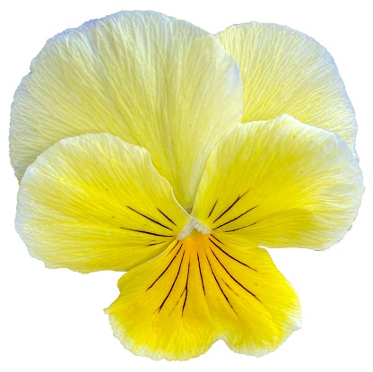 Light yellow violet flower, pansies, isolated photo