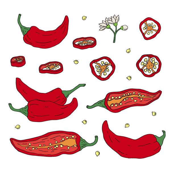 thumbnail image 2 of Norwall Mexican Chili Peppers On The Vine Wallpaper Border - KV79527 - Multi-Color 2 of 6