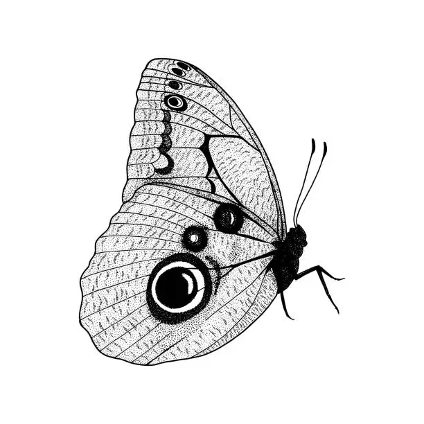 Vector illustration of Sitting butterfly. Hand drawn etching sketch. Vector illustration.