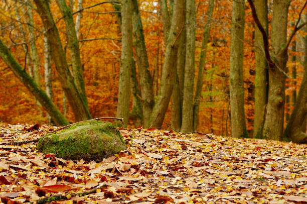 istock Yerres Forest in Fall, France 1459315195