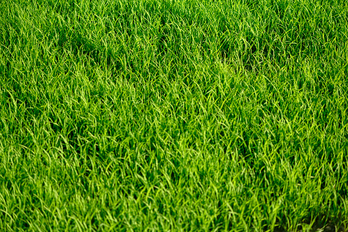 Freshly cut field of green grass closed u,. full frame of green grass texture