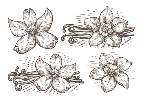 Vanilla pods and orchid flower set. Vanillas spicy sketch. Hand drawn line herb, leaves vector illustration