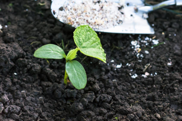 istock Cucumber seedling just planted in to soil, cucumber plant fertilized with crushed eggshells 1459317005
