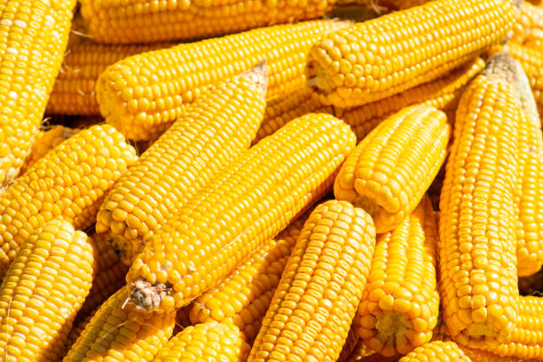 Background of ripe yellow maize under sunlight