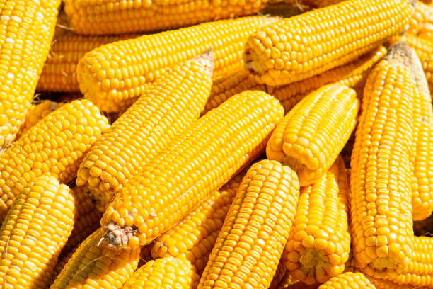 Background of ripe yellow maize under sunlight stock photo