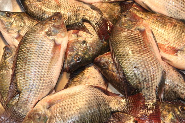istock Popular telapia fish in the biggest market 1459318498