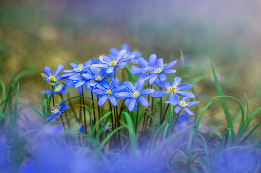 Голубые лесные первоцветы.  Синие цветы в лесу весной. Зацветают первые растения. Цветки печеночника тянутся к свету.