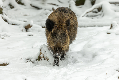 Male wild boar (Sus scrofa) walking in snow.