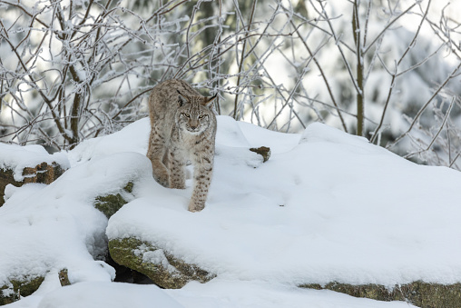 Wild bobcat standing on large log in lush green forest