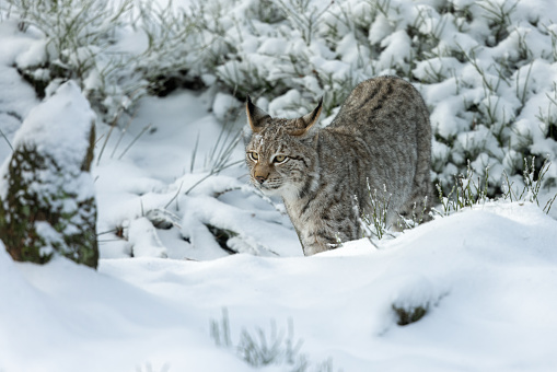 Beautiful wild lynx in the Bayerischer Wald National Park, Bayern, Germany