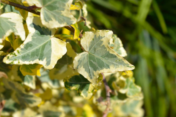 istock Algerian ivy Glorie de Marengo 1459320530
