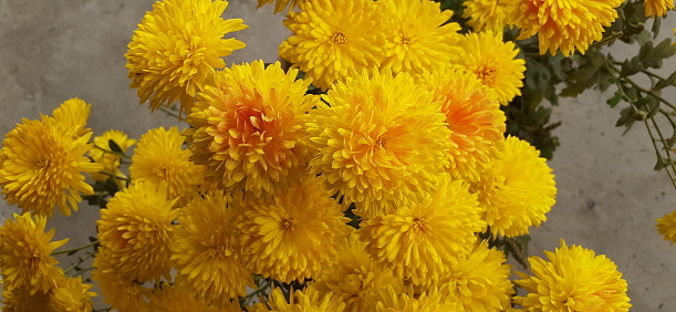 Chrysanthemum or Shevanti is a Asteraceae family flowering Plant.It is also known Mums and Chrysanths. Native place of this flowering plant is East Asia and Northeastern Europe.