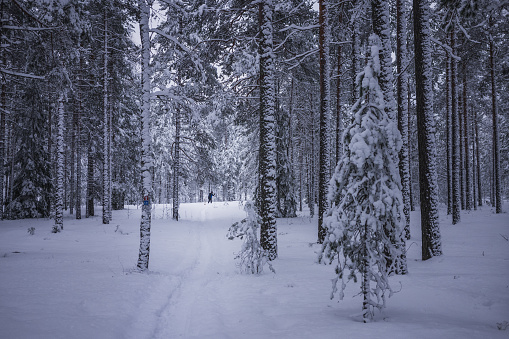 Snow covered pine forest with cross country skier in the distance. Salpausselkä, Lahti, Finland.