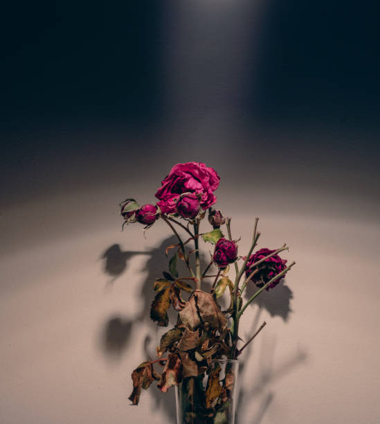 istock Withered rose with dry leaves highlighted from above. 1459321455