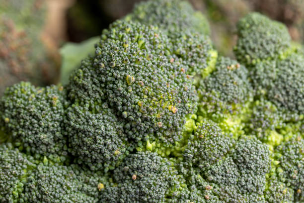 istock Green ripe broccoli in raw form 1459322231