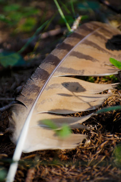 istock Closeup of an Eurasian Eagle Owl Feather on the Forest Floor 1459322324